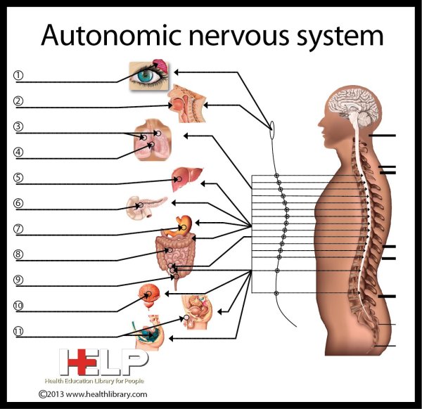 Autonomic nervous System