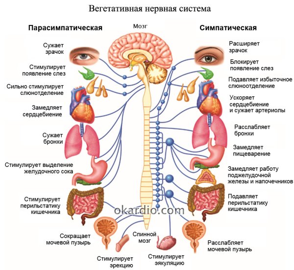 Парасимпатическая нервная система функции