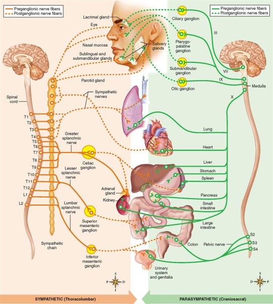 Sympathetic and parasympathetic nervous System