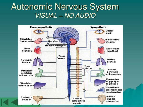 Профилактика заболеваний вегетативной нервной системы
