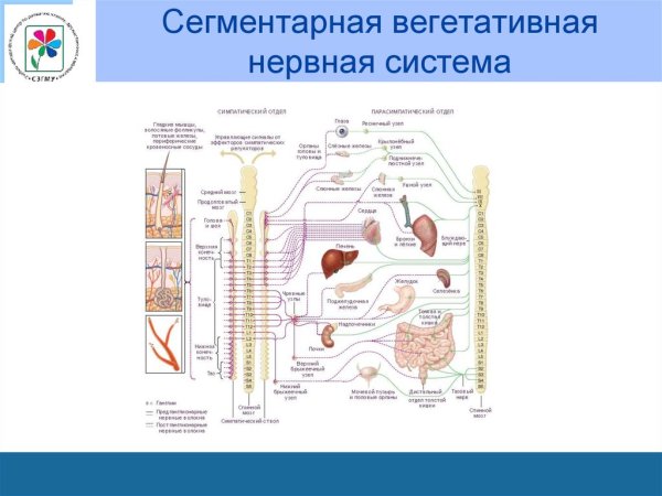 Вегетативная (автономная) нервная система сегментарный отдел