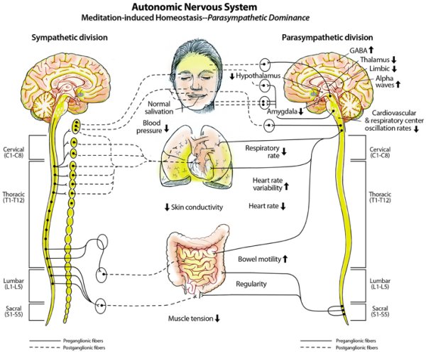 Autonomic nervous System