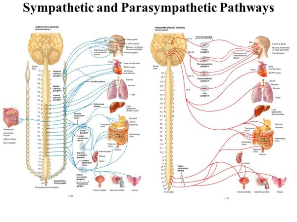 Sympathetic vs parasympathetic