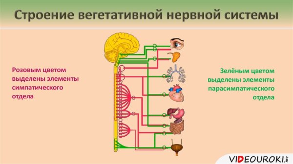 Схема вегетативной автономной нервной системы
