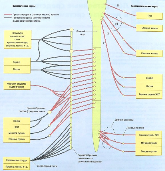 Схема симпатической иннервации вегетативной нервной системы