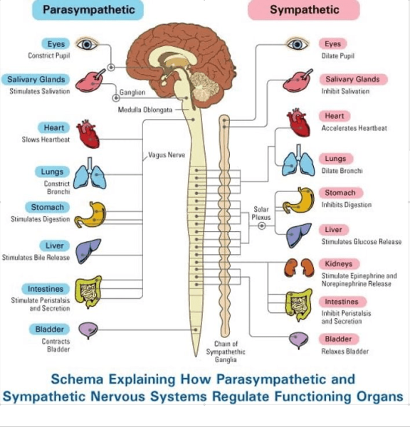 Sympathetic and parasympathetic nervous System