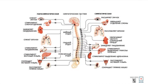Парасимпатический отдел