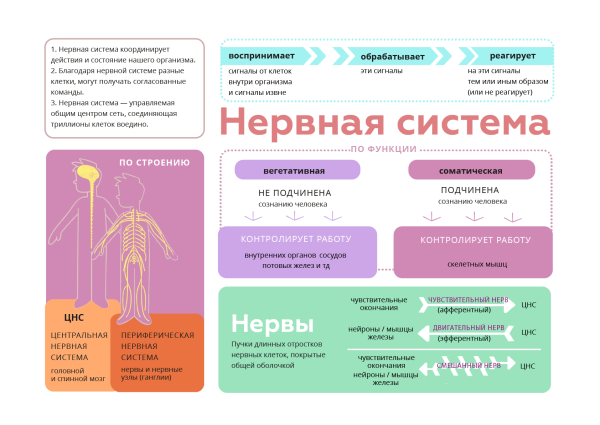 Нервная система человека анатомия строение