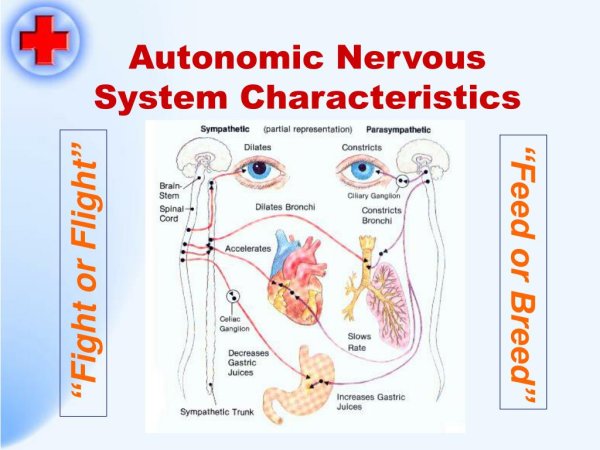 Autonomic nervous System