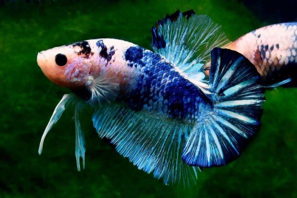 Петушки халф Мун