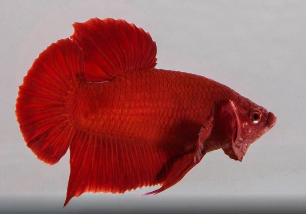 Петушок Бетта полулунный