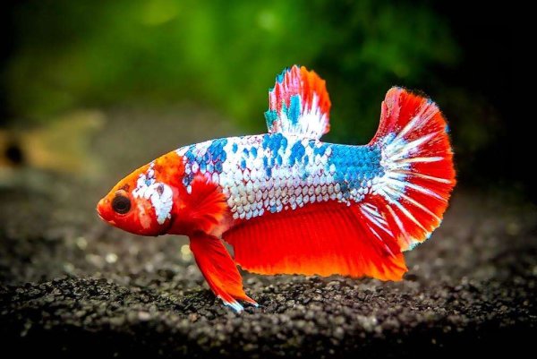 Betta splendens Koi