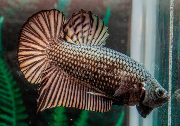 Петушок Бетта полулунный