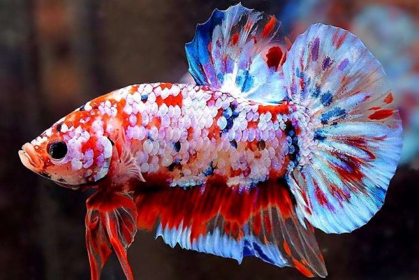 Халфмун + короткохвост петушок