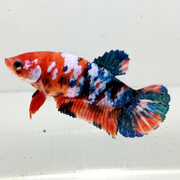 Плакат вырубной петушок