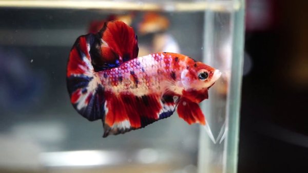 Рыбка петушок короткохвостый