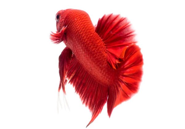 Петушок Халфмун Слоновье ухо