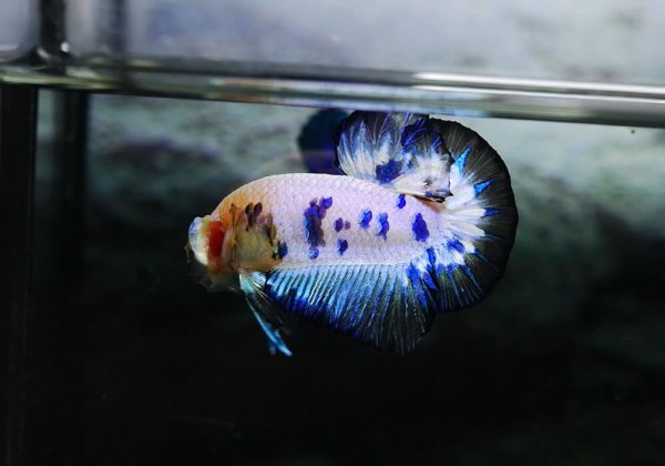 Петушок Бетта Спленденс самка