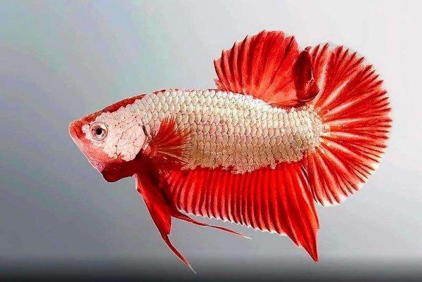 Аквариумная рыбка красный петушок