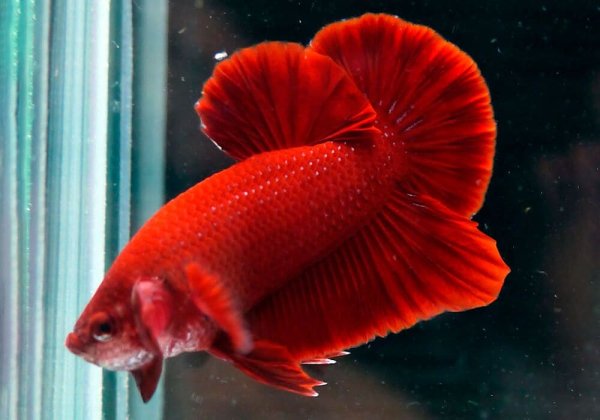 Рыбка петушок короткохвостый красный