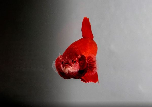 Черная рыбка петушок самка