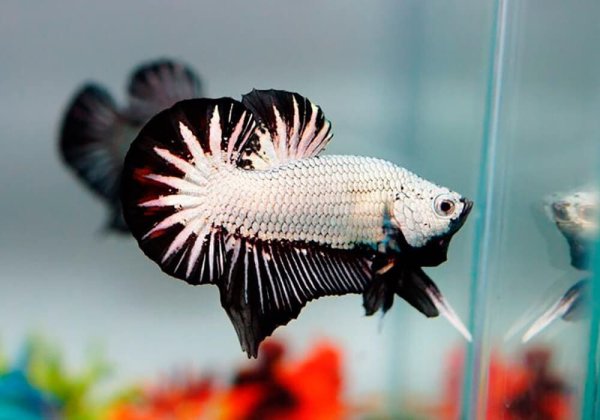 Заюшкина избушка петух