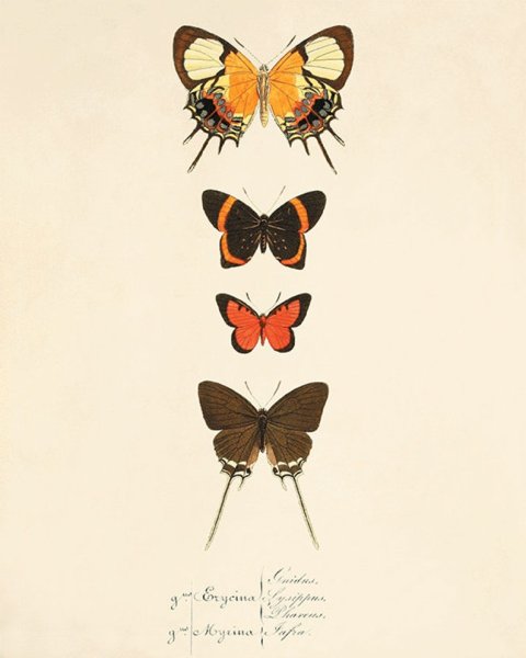 Бабочки плакат