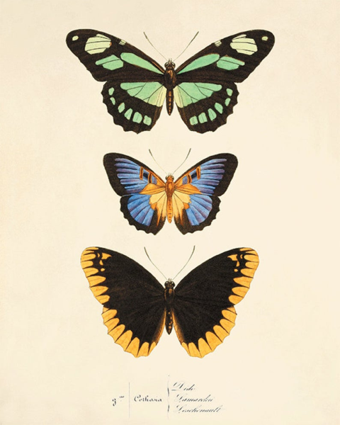Постер бабочки