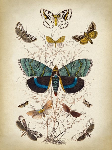 Бабочки Ботаническая иллюстрация