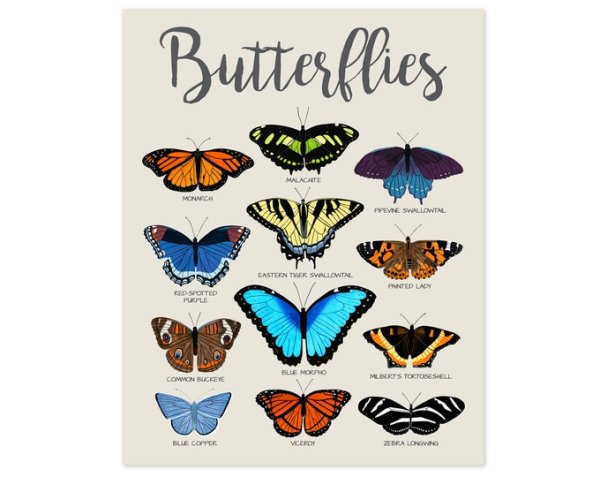 Постер бабочки