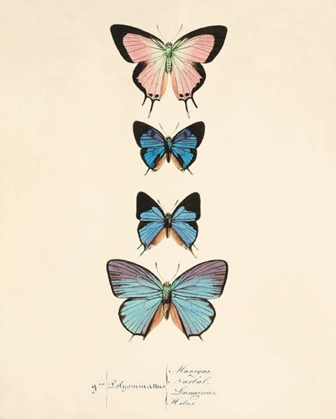 Постер бабочки