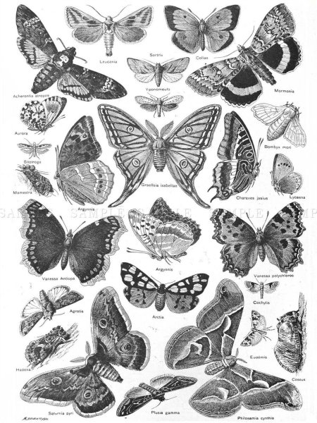Постеры бабочки черно белые
