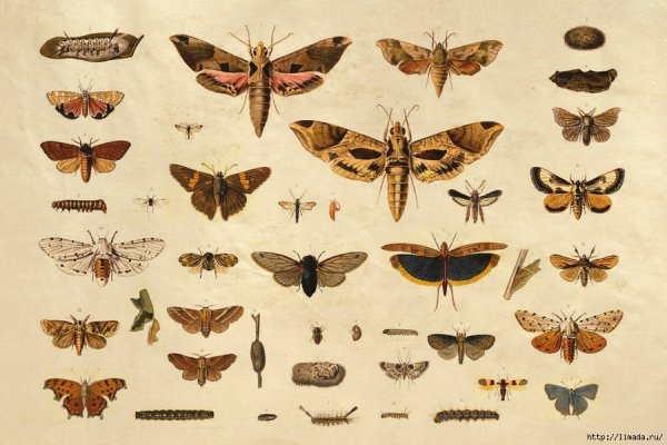 Постеры с видами насекомых