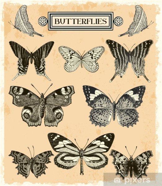 Коллекция бабочек