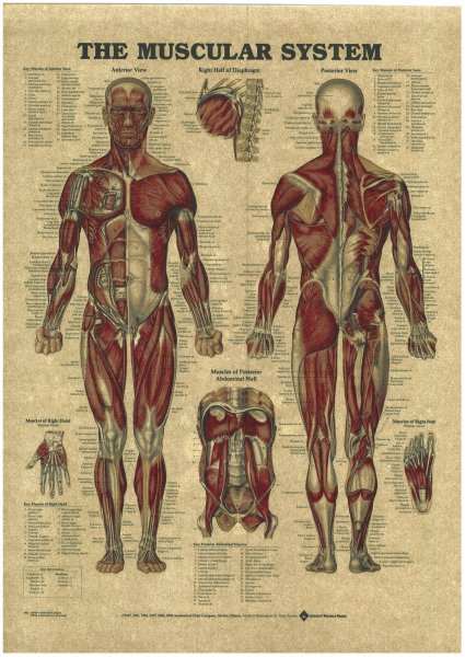 Постеры на стену анатомия