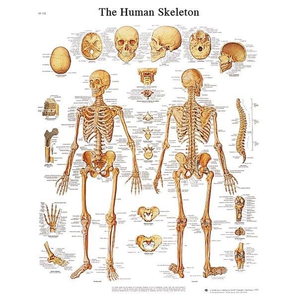 Старинный анатомический атлас