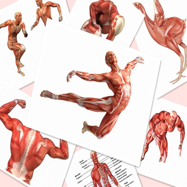 Мышечная система человека анатомия плакат