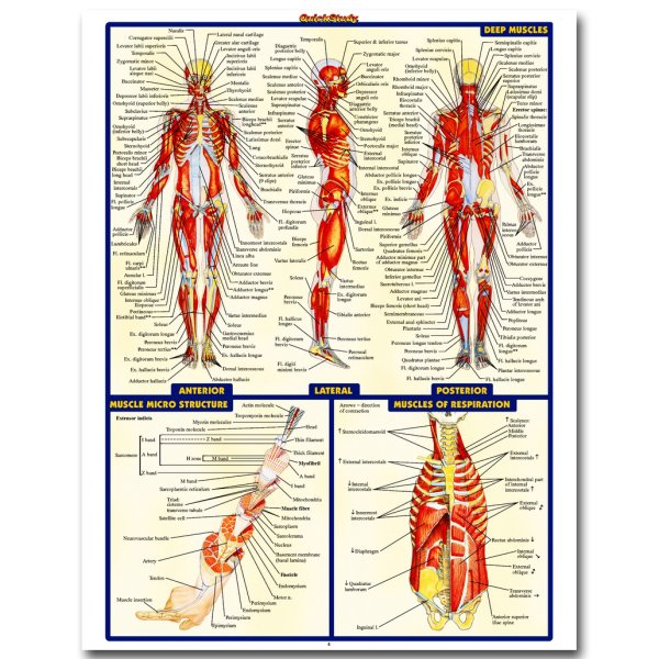 Анатомические плакаты мышцы человека