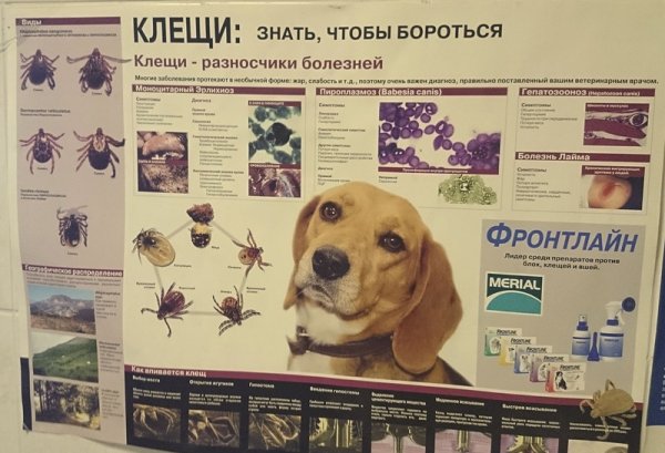 Плакаты по ветеринарной паразитологии