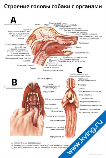 Строение головки кобеля