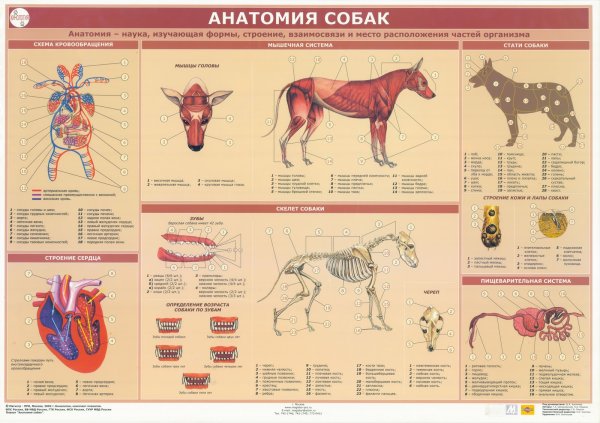 Анатомия собаки Ветеринария