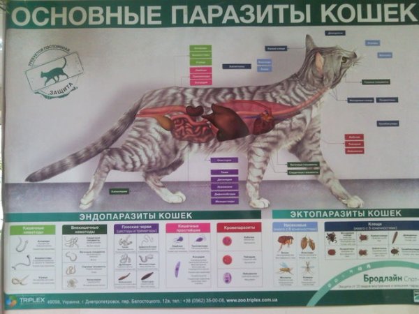 Плакаты в ветклинике