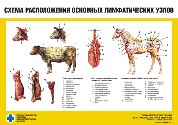 Лимфоузлы КРС ветсанэкспертиза