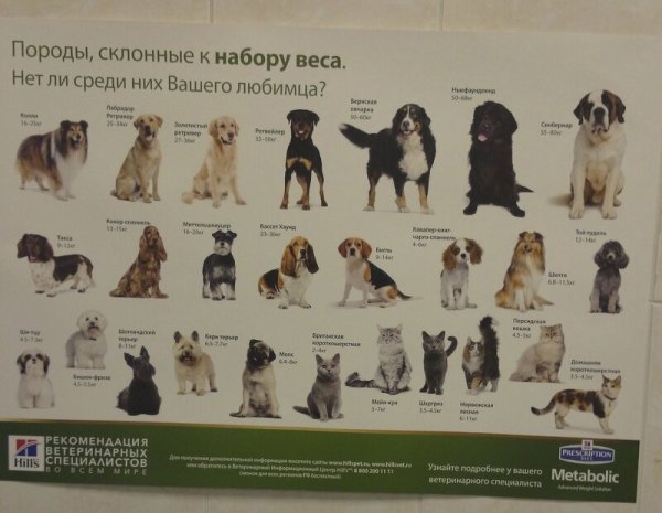 Постеры по ветеринарии