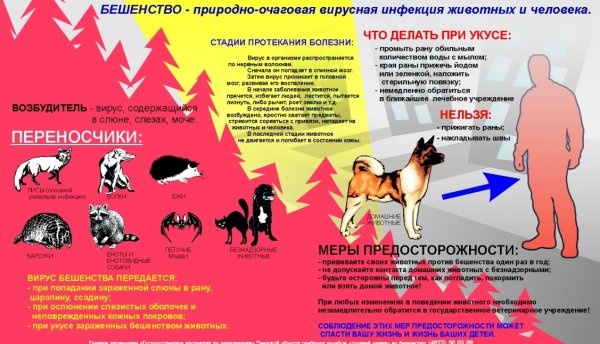 Памятка по уходу за собакой