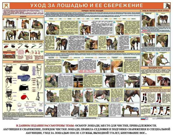 Стерилизация кошек плакат