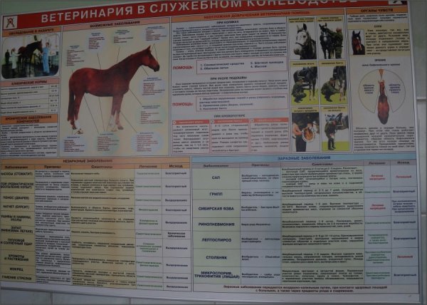 Ветеринар реклама