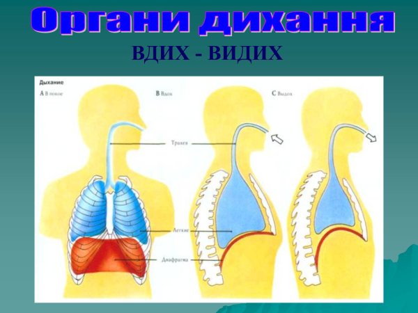 Дыхательная система человека механизм вдоха и выдоха