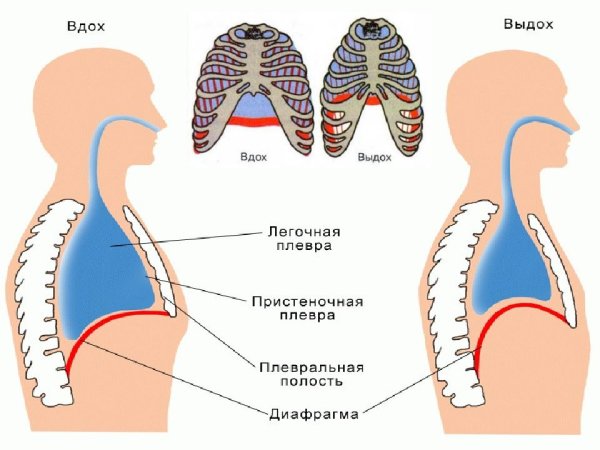 Легкие механизм вдоха и выдоха