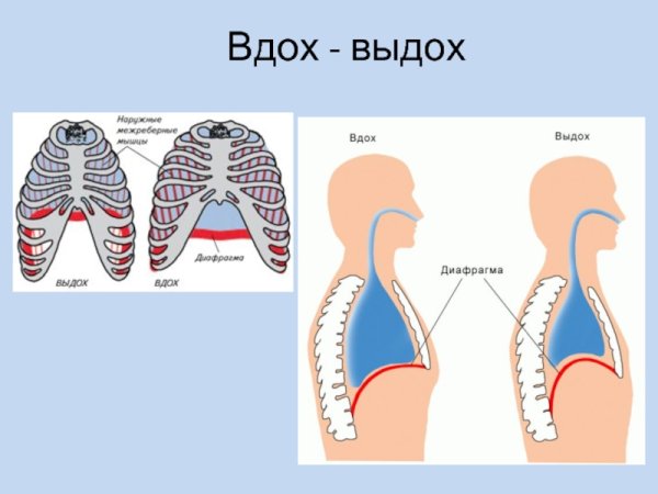 Дыхательная система человека механизм вдоха и выдоха